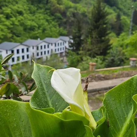 Otel Muradland الوادي الأخضر 3*